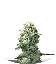 Сорт Dance World fem (Royal Queen Seeds)