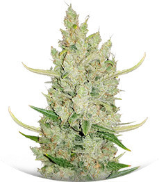 Сорт Original Auto Sour Diesel fem (FastBuds)