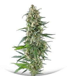 Сорт Auto Amnesia Gold fem (Pyramid Seeds)