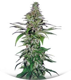 Northern Lights fem (Pyramid Seeds)