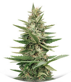 Сорт Purple Haze Auto fem (Original Sensible Seeds)