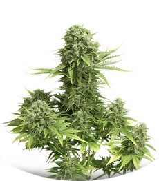 Сорт StarRyder auto fem (Dutch Passion)