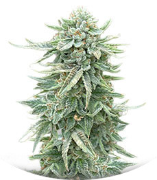 Сорт Dozy Doz fem (AlphaFem Seeds)