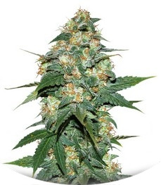 Сорт Skunk 47 fem (World of Seeds)