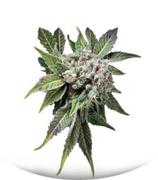 Сорт Blue Pyramid fem (Pyramid Seeds)