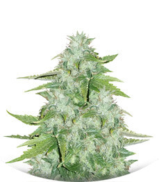 Сорт CBD Auto 20:1 fem (FastBuds)