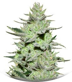 Сорт Unknown Kush fem (Delicious Seeds)