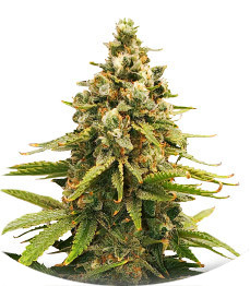 Сорт Slurricane fem (Advanced Seeds)