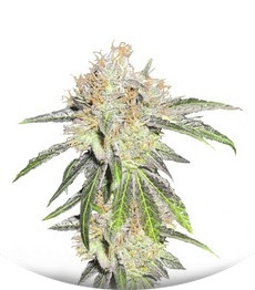 Deep Neville regular (Medical Seeds)