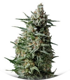 Anesthesia fem (Pyramid Seeds)