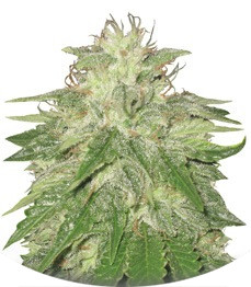 Сорт Super Hash fem (Pyramid Seeds)