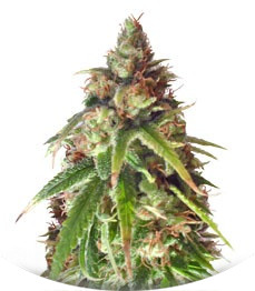 Ganj-nam Style fem (Dr. Krippling Seeds)