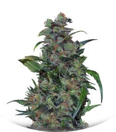 Сорт Tank fem (VIP seeds)