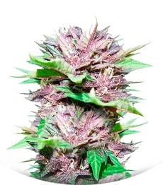 Auto Dark Purple fem (Delicious Seeds)