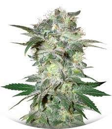 Сорт Mazar Kush fem (World of Seeds)