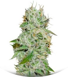 Original Juan Herer fem (Delicious Seeds)