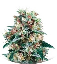 Сорт Royal Creamatic auto fem (Royal Queen Seeds)