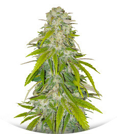 Сорт Critical XXL fem (Herbies Seeds)