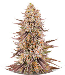 Сорт Sour Strawberry fem (Barney's Farm)