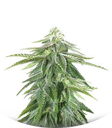 Zkittzy Gorilla fem (Original Sensible Seeds)