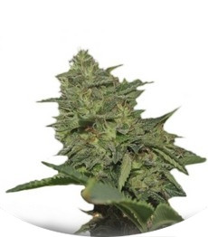 Сорт Original Cheese (IBL) fem