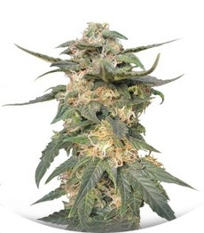 Сорт Royal Haze Automatic fem (Royal Queen Seeds)