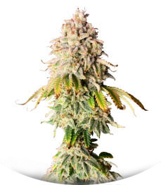 Frosted Guava fem (Original Sensible Seeds)