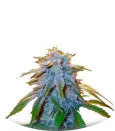 Сорт Sweet Tooth #1 fem (Barney's Farm)