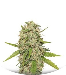 Сорт Skunk XL fem (Royal Queen Seeds)