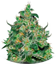 Сорт Critical Jack Herer Auto fem (Delicious Seeds)