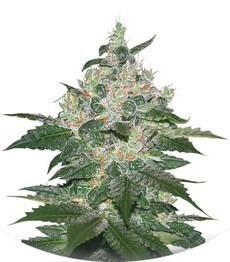 Сорт Afghan Kush fem (World of Seeds)