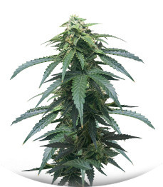 Сорт Roze Runtz fem (AlphaFem Seeds)