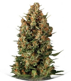 Сорт Wembley fem (Pyramid Seeds)