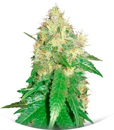 Northern Light Blue fem (Delicious Seeds)