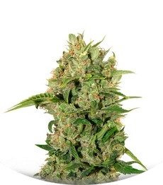 Сорт Triple Cheese fem (Barney's Farm)