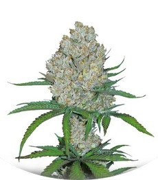 Сорт C4 auto fem