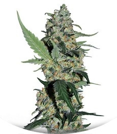 Сорт Green Poison F1 Fast Version fem (Sweet Seeds)