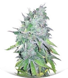 Сорт AK 48 reg (Nirvana Seeds)