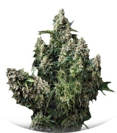 Сорт Auto Tutankhamon fem (Pyramid Seeds)