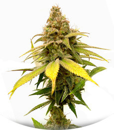 Сорт HighCloudZ fem (Green House Seeds)