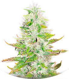 Сорт Ice Cream Cake fem (Barney's Farm)