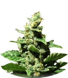 Green-O-Matic Auto fem (GHS)