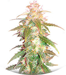 Quarter Pounder Autoflower fem (Easy Grow Seeds)