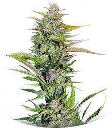 Сорт Black Jack fem (Sweet Seeds)