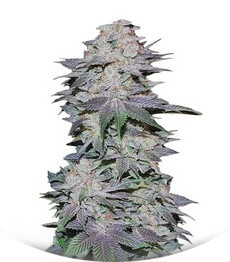 Сорт Blackberry auto fem (FastBuds)