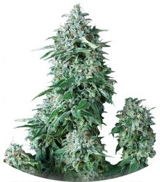 Сорт Anubis fem (Pyramid Seeds)