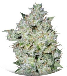 Afghan Kush Special fem (World of Seeds)