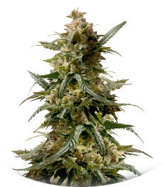 Gary Payton fem (Barney's Farm)