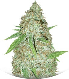 Сорт Blue Kripple fem (Dr. Krippling Seeds)