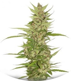 Сорт Northern Light X Big Bud fem (World of Seeds)